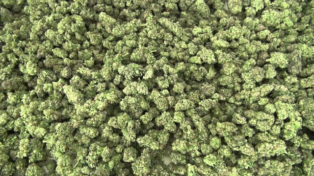 The Green Revolution: Exploring the Buzz Around Marijuana