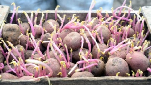 The Art of Tending Spuds: Mastering the Potato Planting Process