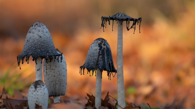 Fungi Fever: Unveiling the Secrets of Mushroom Cultivation