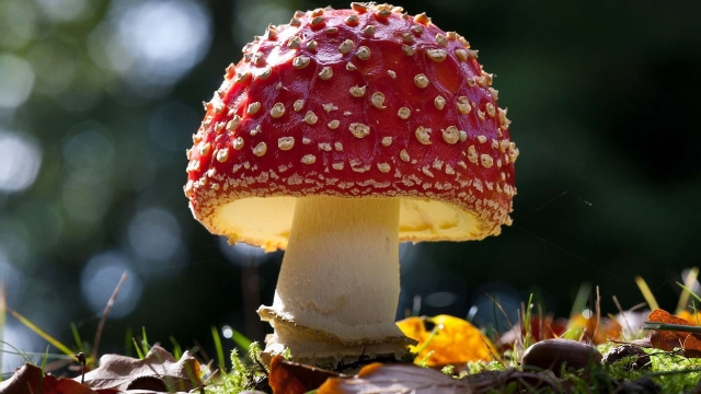 Mushroom Magic: Unveiling the Secrets of Successful Growth