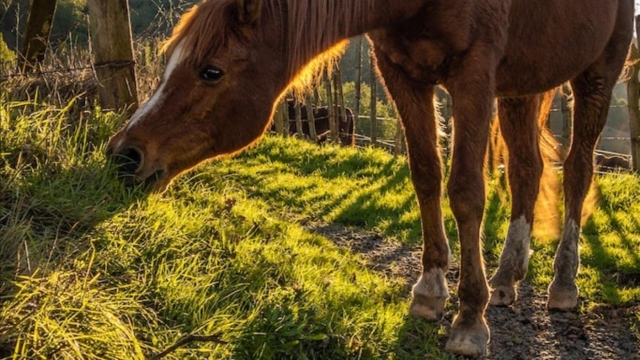 Nourishing Your Noble Steed: The Ultimate Guide to Horse Supplements and Vitamins