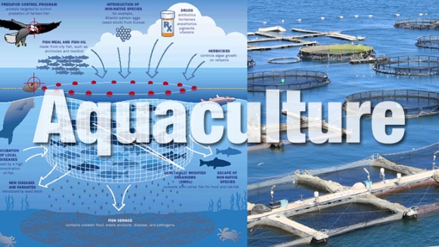 Revolutionizing the Waves: The Future of Aquaculture Technology